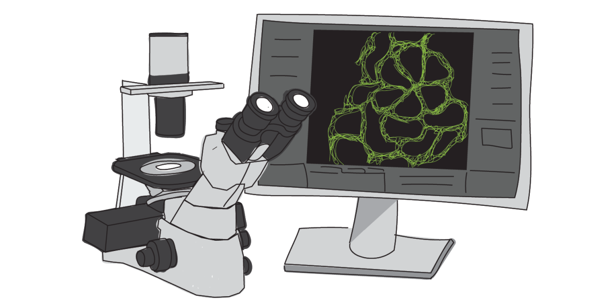 Imaging and analysis