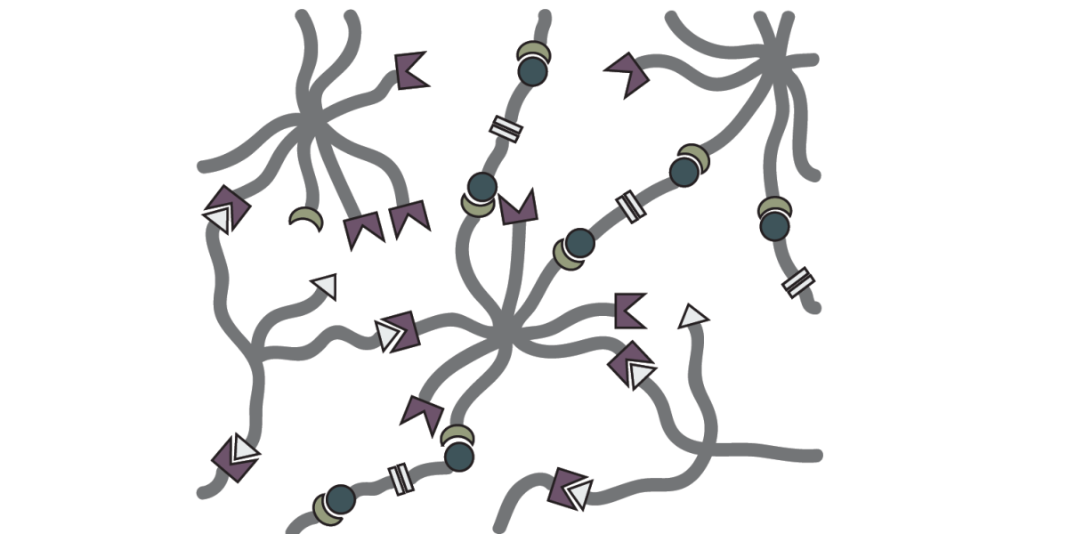 Polymer network with varied crosslink connectivity