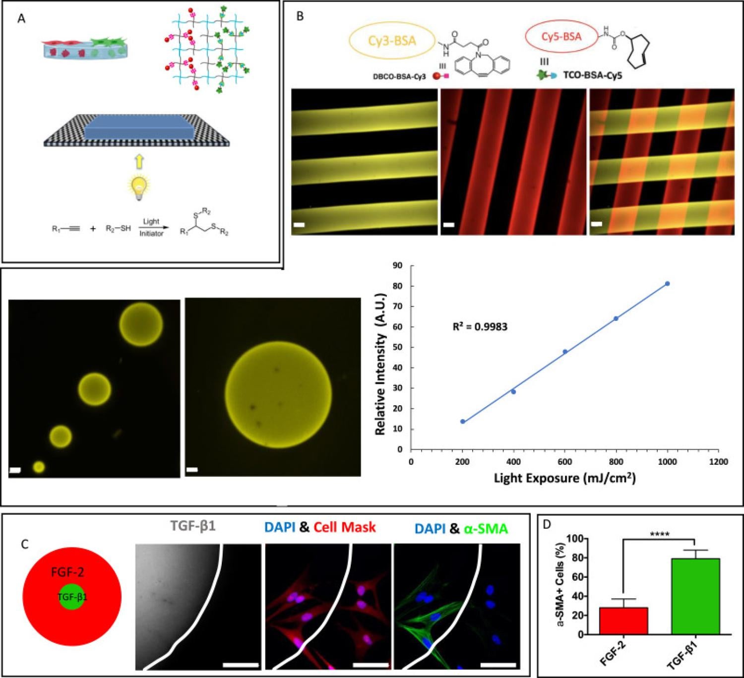 Spatial control over protein presentation and their effects on VIC myofibroblast activation.
