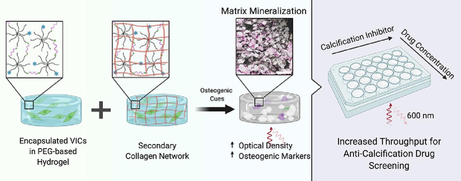 Graphical abstract of doi:10.1016/j.actbio.2020.11.012