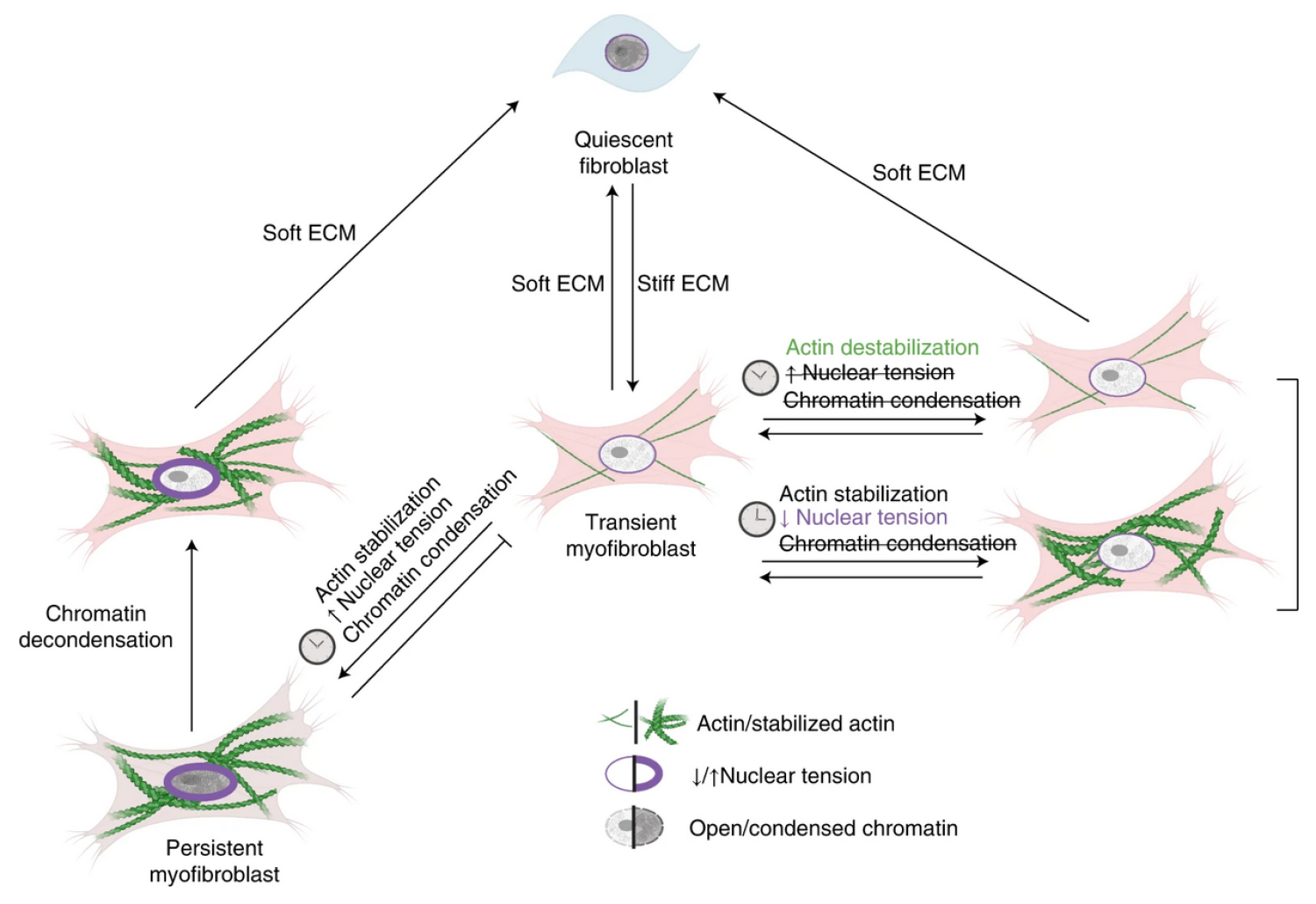 Quiescent fibroblasts activate to transient myofibroblasts on stiff matrices.