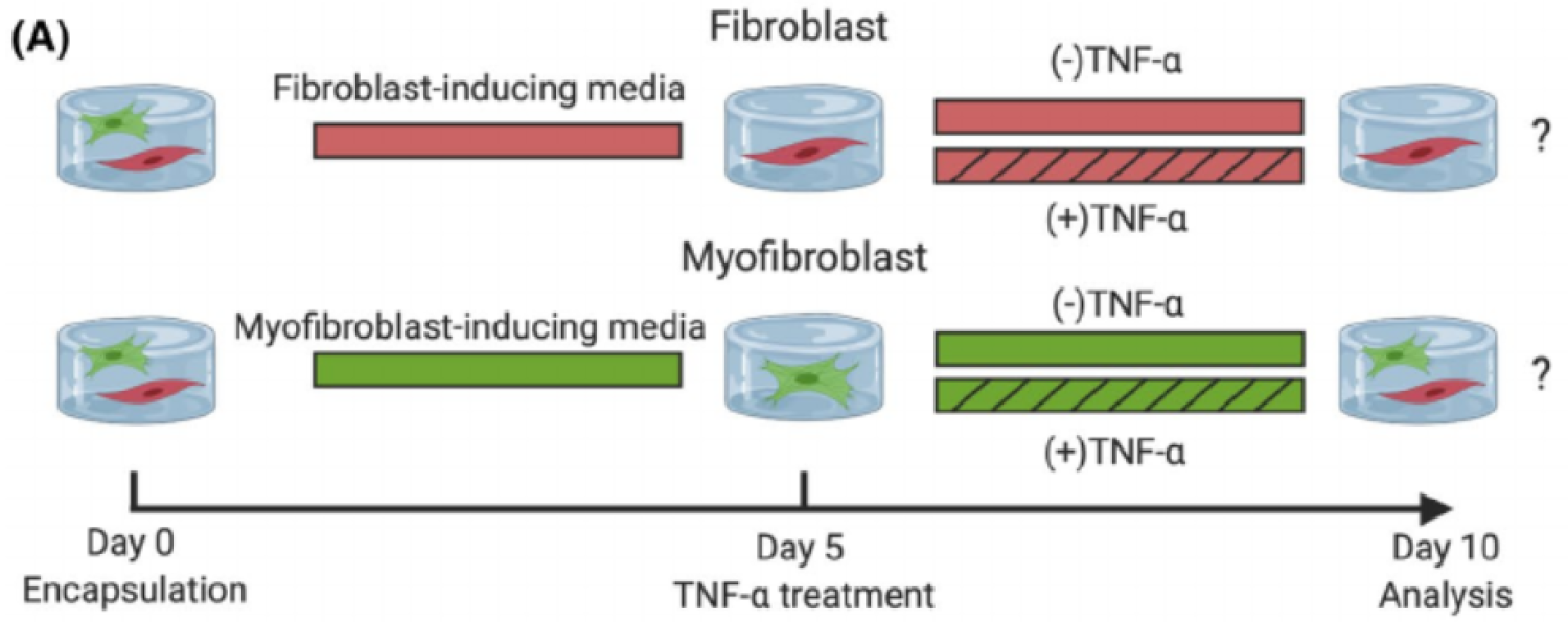 FASEB 2021 figure