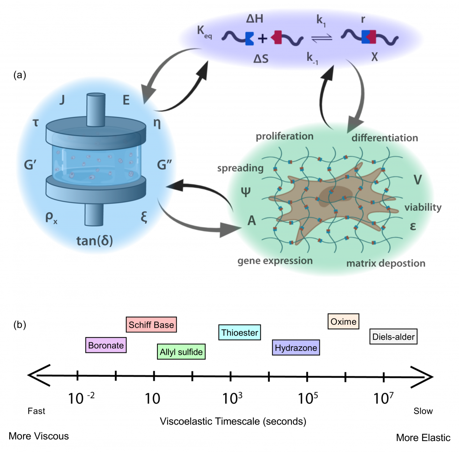 Dynamic Covalent Hydrogels f
