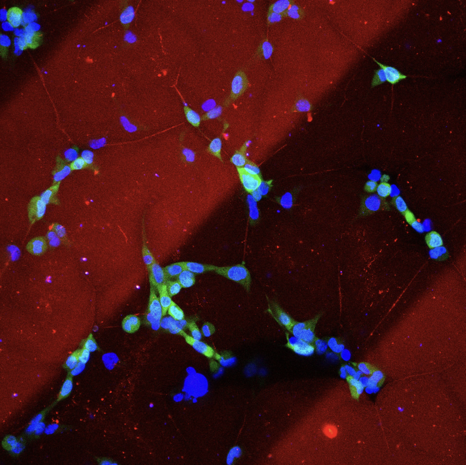 Patterning and release of signaling proteins