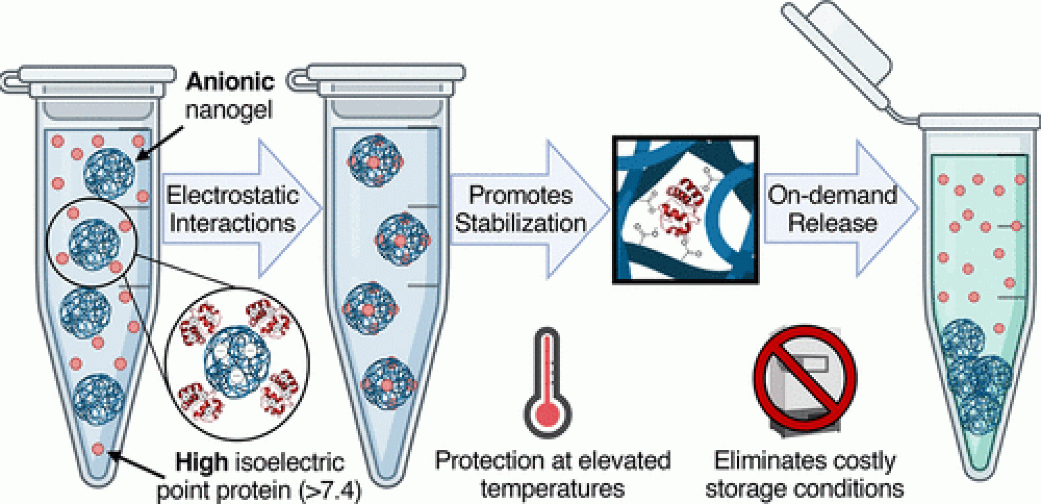 Anionic nanogels protect high pI proteins.
