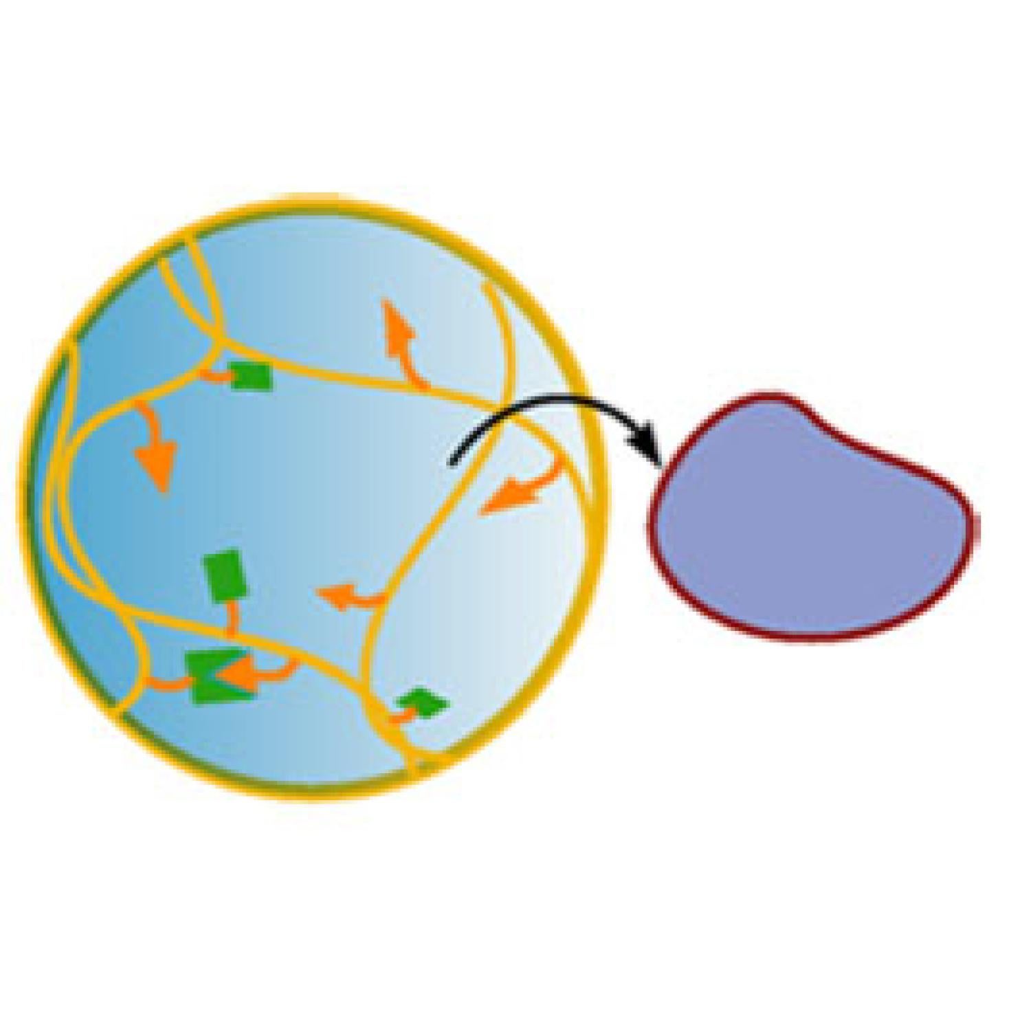 Malar Biomacro