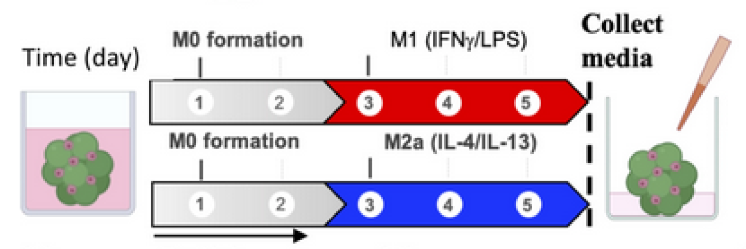 MSC-macrophage-microgels