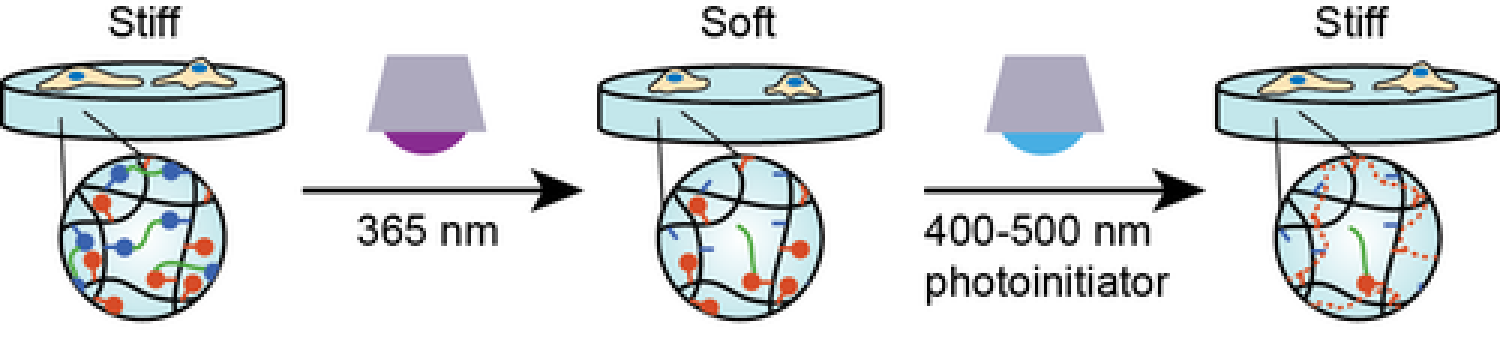 Hydrogels with reversible mechanical properties