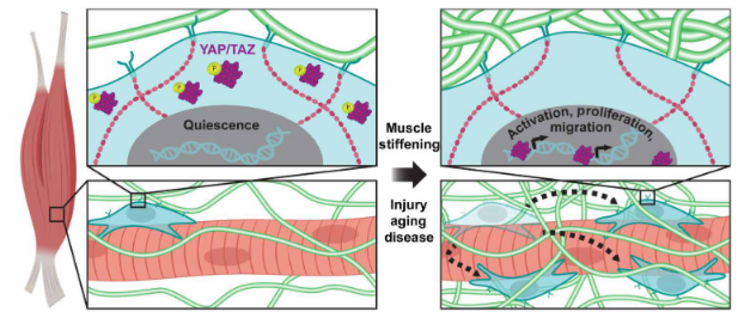 Muscle stiffening induces YAP/TAZ localization
