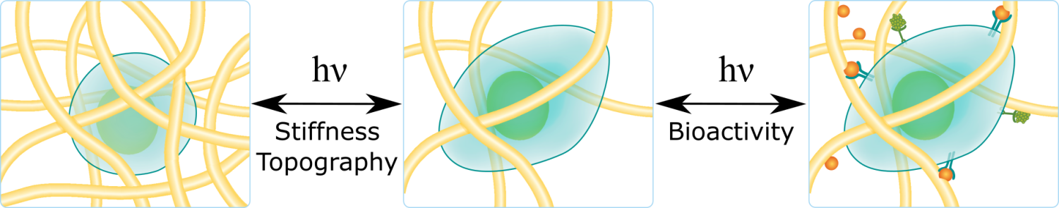 Spatiotemporal hydrogel biomaterials