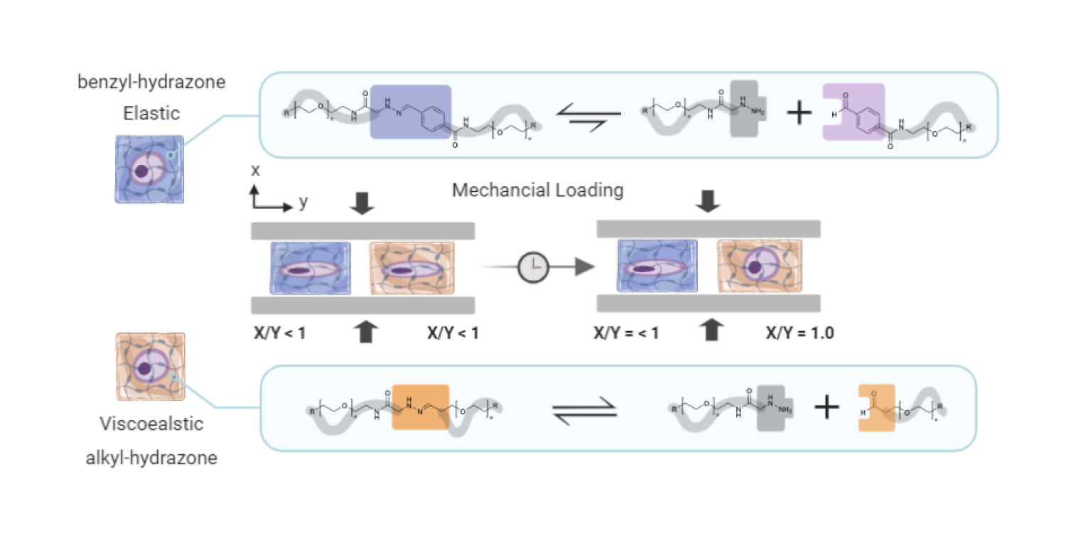 Hydrazone-chondrocyte deformation schematic