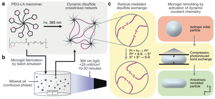 Preparation and remolding of dithiolane-crosslinked microgels