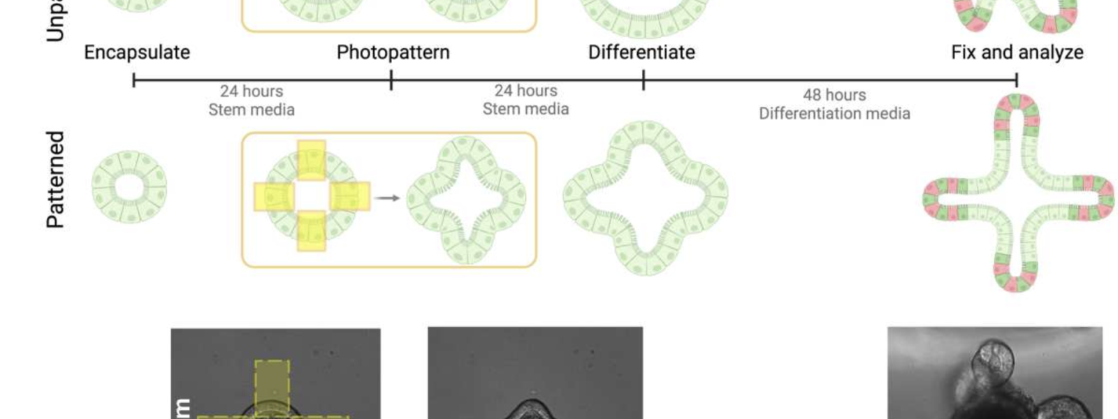 Photopatterned allyl sulfide exchange templates changes in epithelial curvature and crypt formation