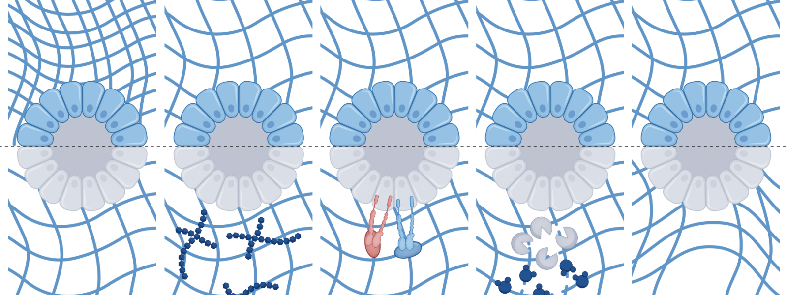 Tunable hydrogel scaffold properties to better understand their roles in organoid growth, differentiation and morphogenesis