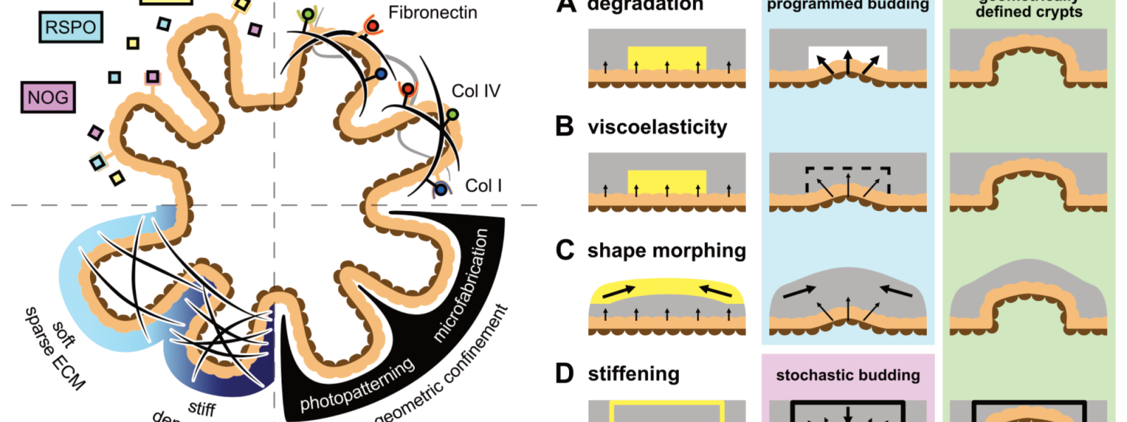 Engineering approaches for enhanced fidelity of intestinal organoid models