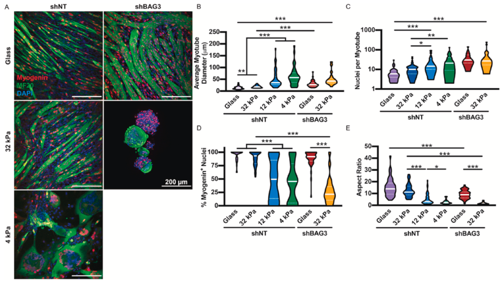 BAG3 influences stiffness dependent changes in myotube morphology
