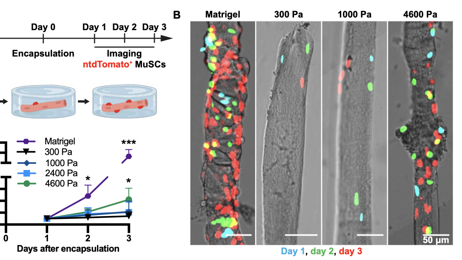 Stiffness induces MuSC proliferation on encapsulated myofibers