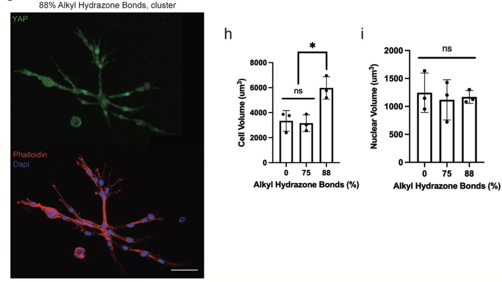 Stress relaxation leads to rMSC spreading and cluster formation