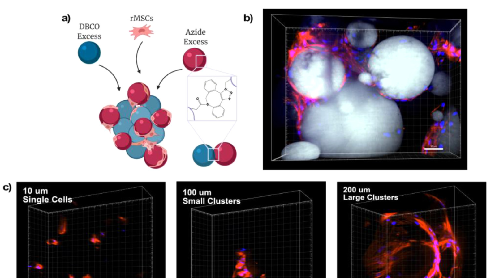 Granular microgel scaffolds direct rMSC clustering