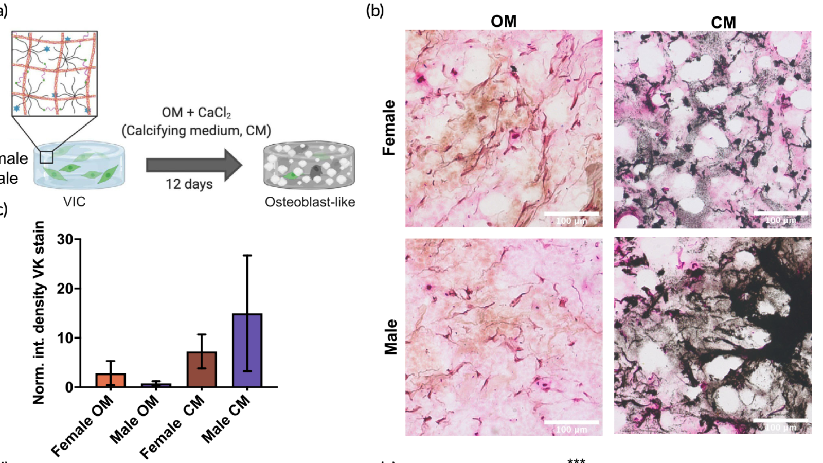 PEG + Col hydrogels in calcifying medium show reduced calcification in female samples
