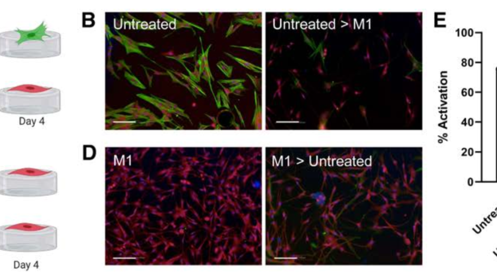 M1 conditioned media (CM) deactivates and protects against mechanical mediated valvular interstitial cell (VIC) myofibroblast activation