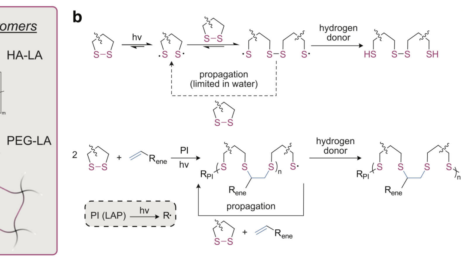 Graphical representation of dithiolane-functionalized hydrogel precursors