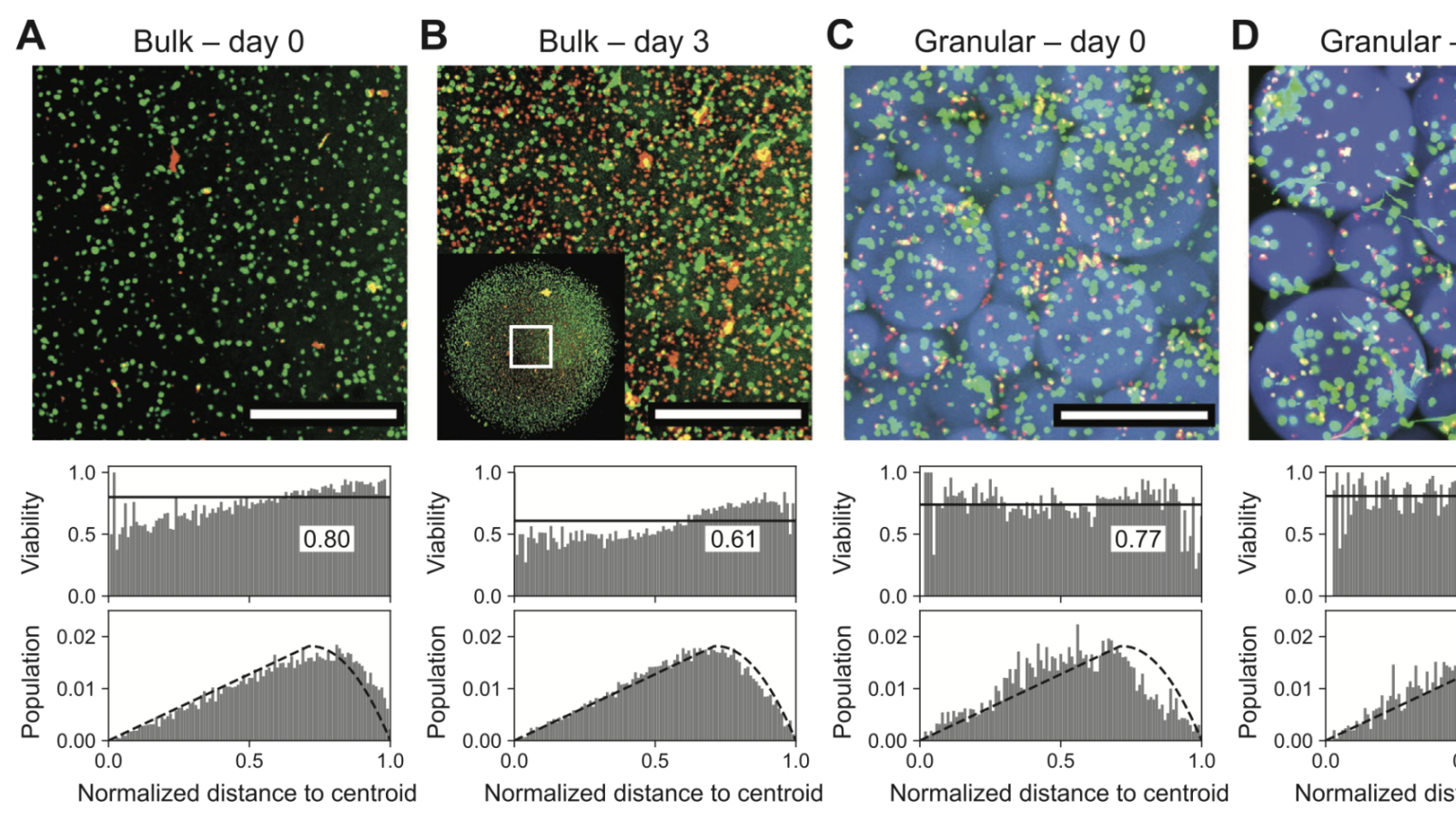Bulk versus granular 3D encapsulation of cells in PEG-thioester hydrogels