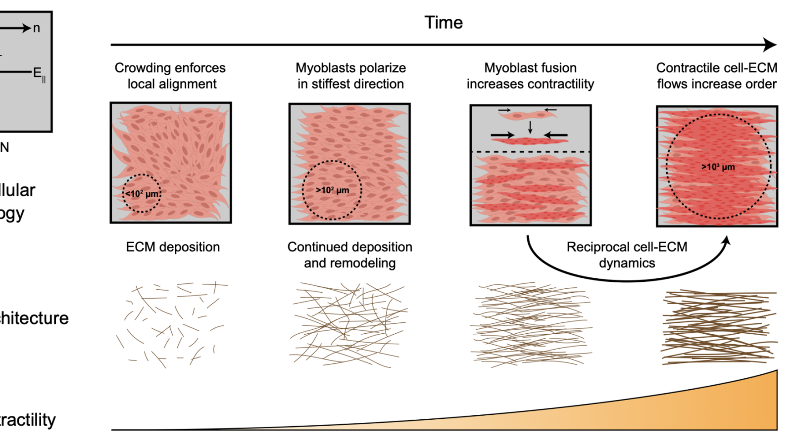 Spatiotemporal evolution of collective C2C12 dynamics on monodomain LCNs