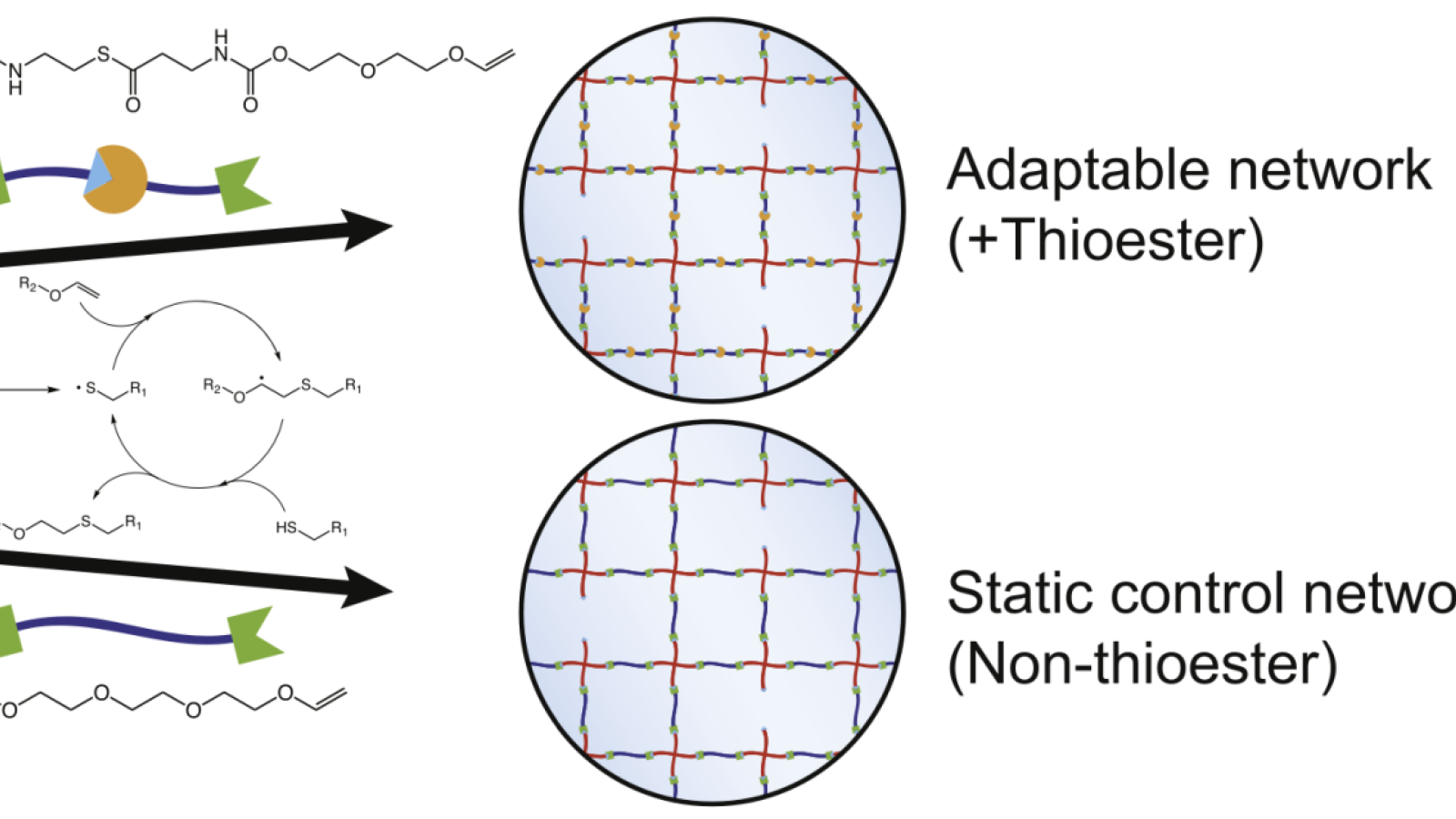 Thioester hydrogels formed through thiol-ene chemistry