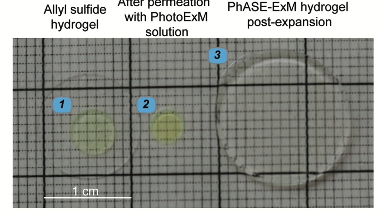 Allyl sulfide-crosslinked hydrogels before and after permeation with the PhotoExM solution and after expansion