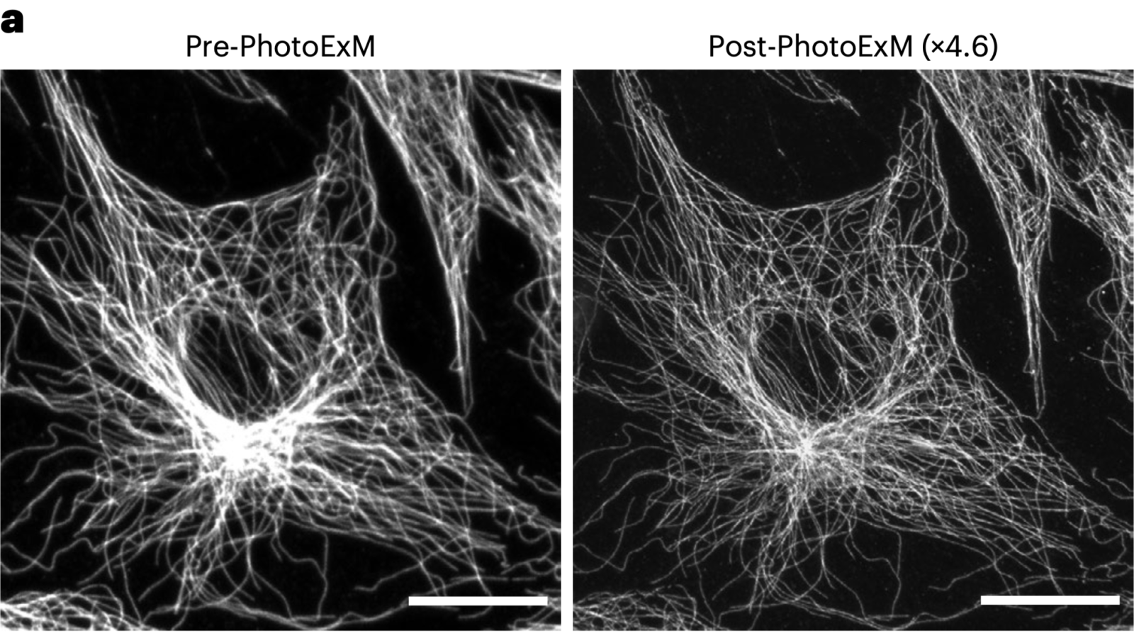 C2C12 cells immunolabelled with α-tubulin before and after ×4.6 expansion