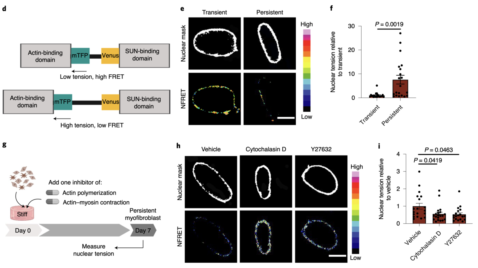 the actin cytoskeleton increases nuclear tension to promote myofibroblast persistence