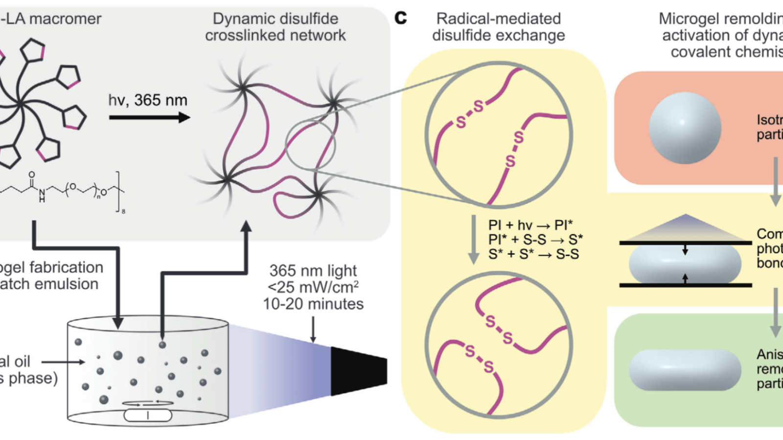Preparation and remolding of dithiolane-crosslinked microgels