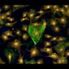 Brian Aguado took 3rd place in the 2020 Biofrontiers Up-Close Image Competition.