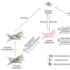 Quiescent fibroblasts activate to transient myofibroblasts on stiff matrices.