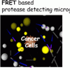 microgel sensors of protease activity