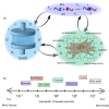 Viscoelastic covalent adaptable networks (CANs) for cell and tissue engineering