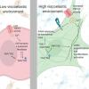 Macromolecular Bioscience 2020 Thumbnail
