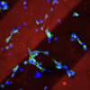 Patterning and release of signaling proteins