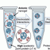 Anionic nanogels protect high pI proteins.