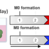 MSC-macrophage-microgels