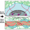 Muscle stiffening induces YAP/TAZ localization