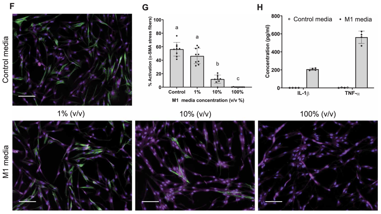 Inflammatory macrophage factors identified in post-TAVR serum mediate myofibroblast deactivation on stiff hydrogels