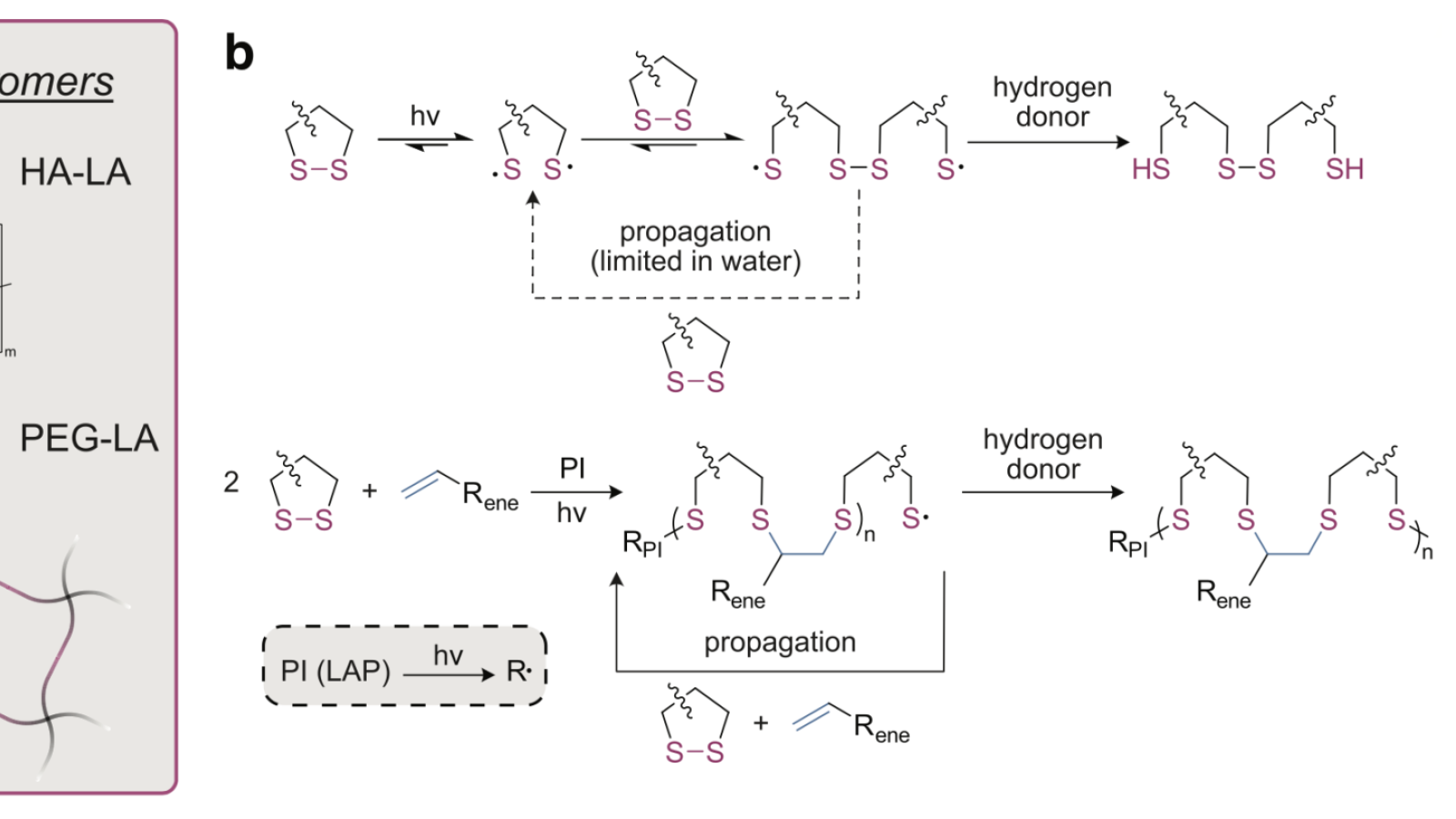 Graphical representation of dithiolane-functionalized hydrogel precursors