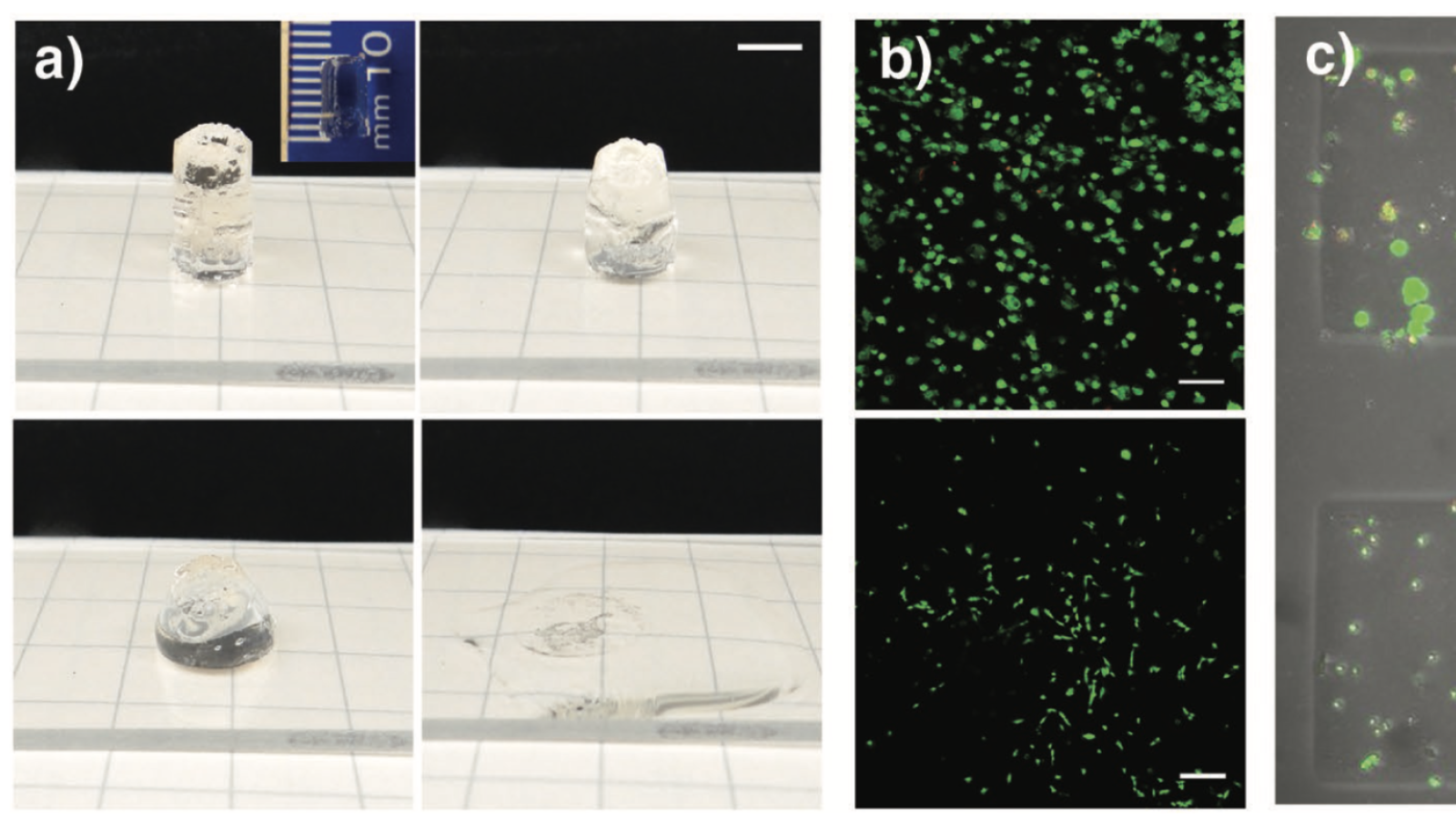 Allyl sulfide-based photodegradable hydrogels for large scale cytocompatible cell release