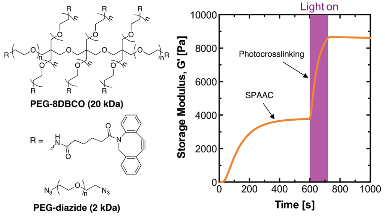 DBCO photopolymerization enables consecutive reactions in a click hydrogel and secondary photostiffening