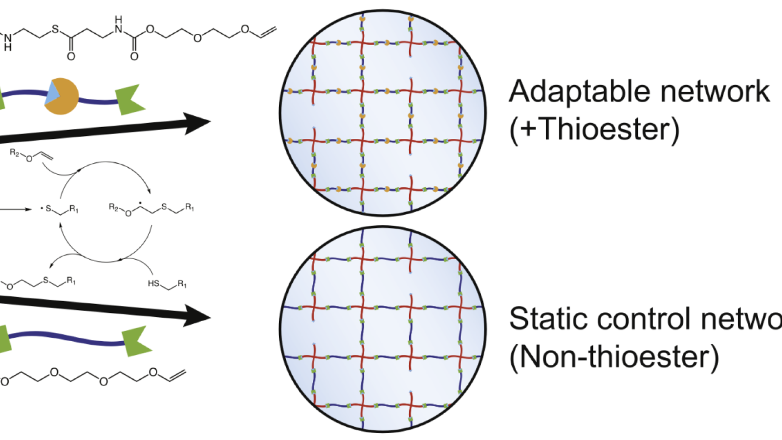 Thioester hydrogels formed through thiol-ene chemistry