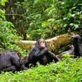 Chimpanzee-Tracking-in-Kibale-National-Park