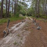 Lemurs on their way to rumble