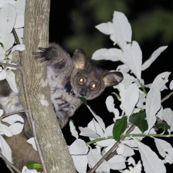 A thick-tailed greater galago (Otolemur crassicaudatus) spotted at the Lajuma Research Centre. (Credit: Jack Dalton)